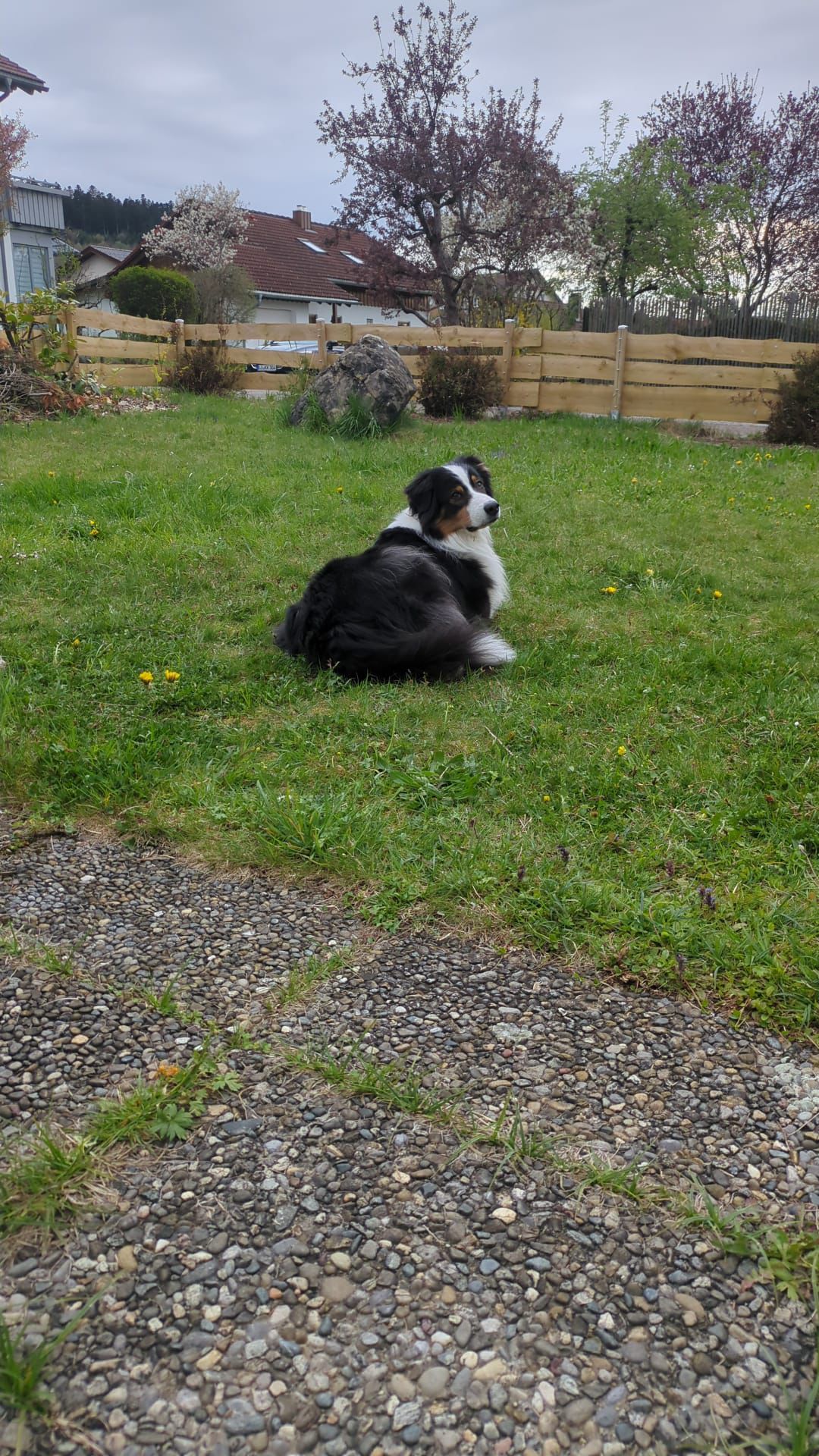 Australian Shepherd liegt auf einer Terasse vor einem großen eingezäunten Garten und blickt zurück
