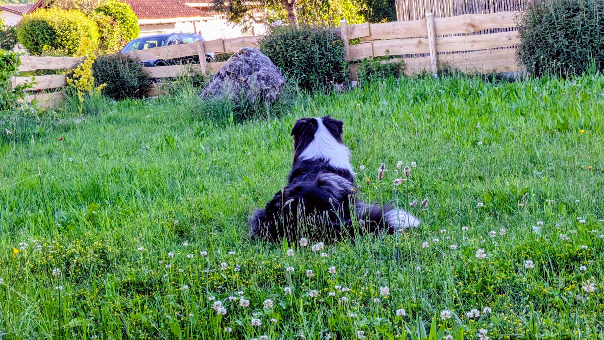 Australian Shepherd liegt in der Wiese in einem großen Garten einer Ferienwohnung im Allgäu