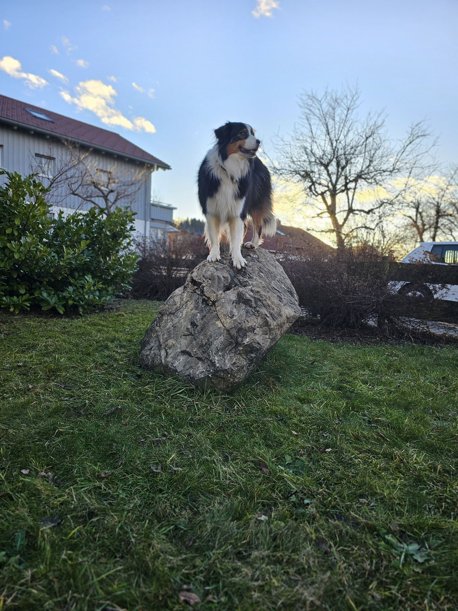 Hund in einem großen Garten auf einem Stein stehend