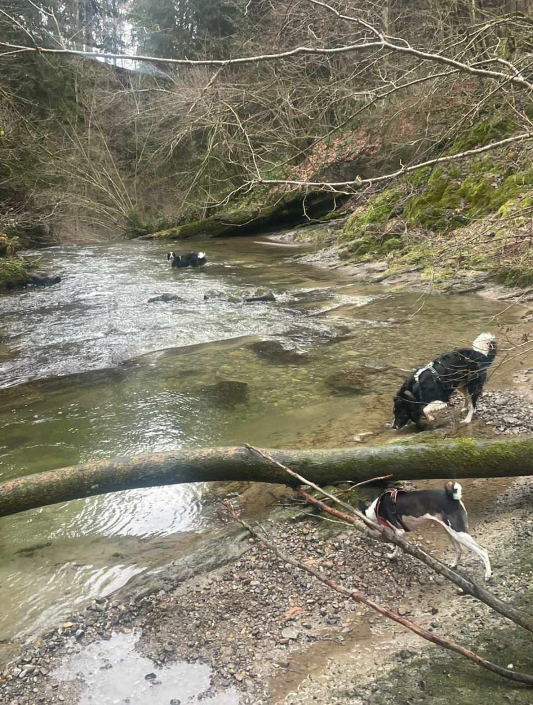 Wandern mit Hund im Hund, Zwei Hunde am Tobelbach kühlen sich am seichten Wasser ab.