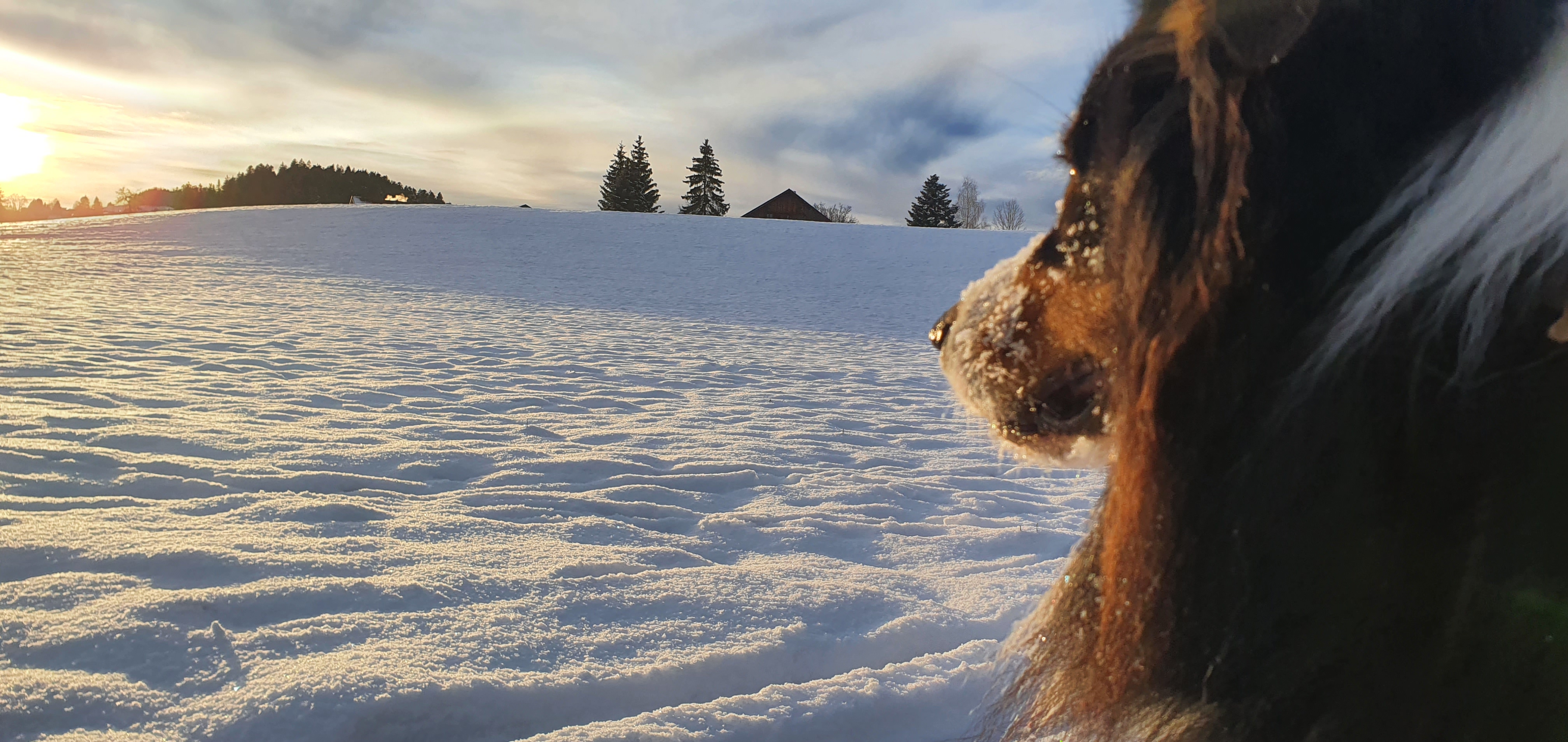 Australian Shepherd schaut gerade über eine schneebedeckte Fläche mit Gegensonne
