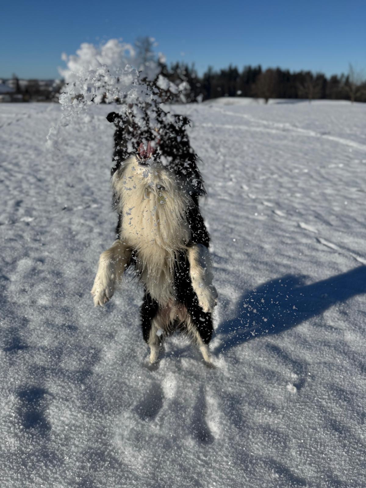 Gassi Spaß im Allgäu