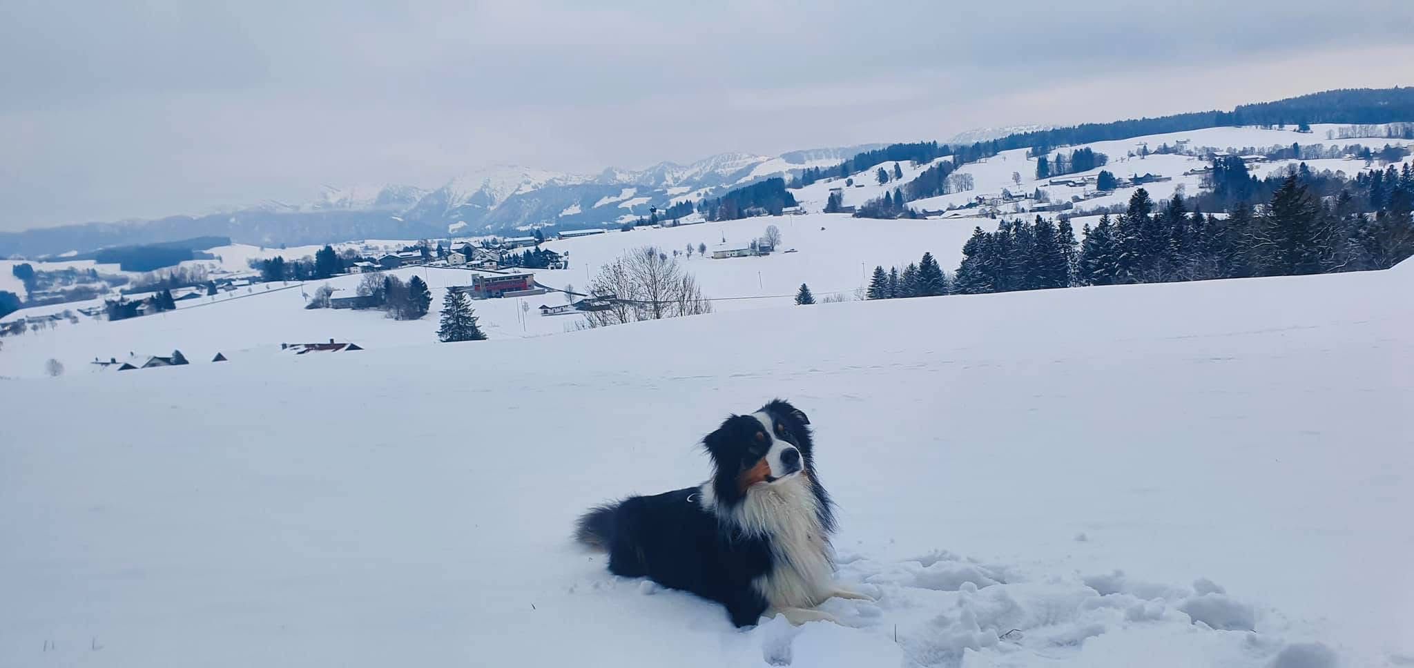 Gassi im Allgäu im Winter bei Weiler-Simmerberg