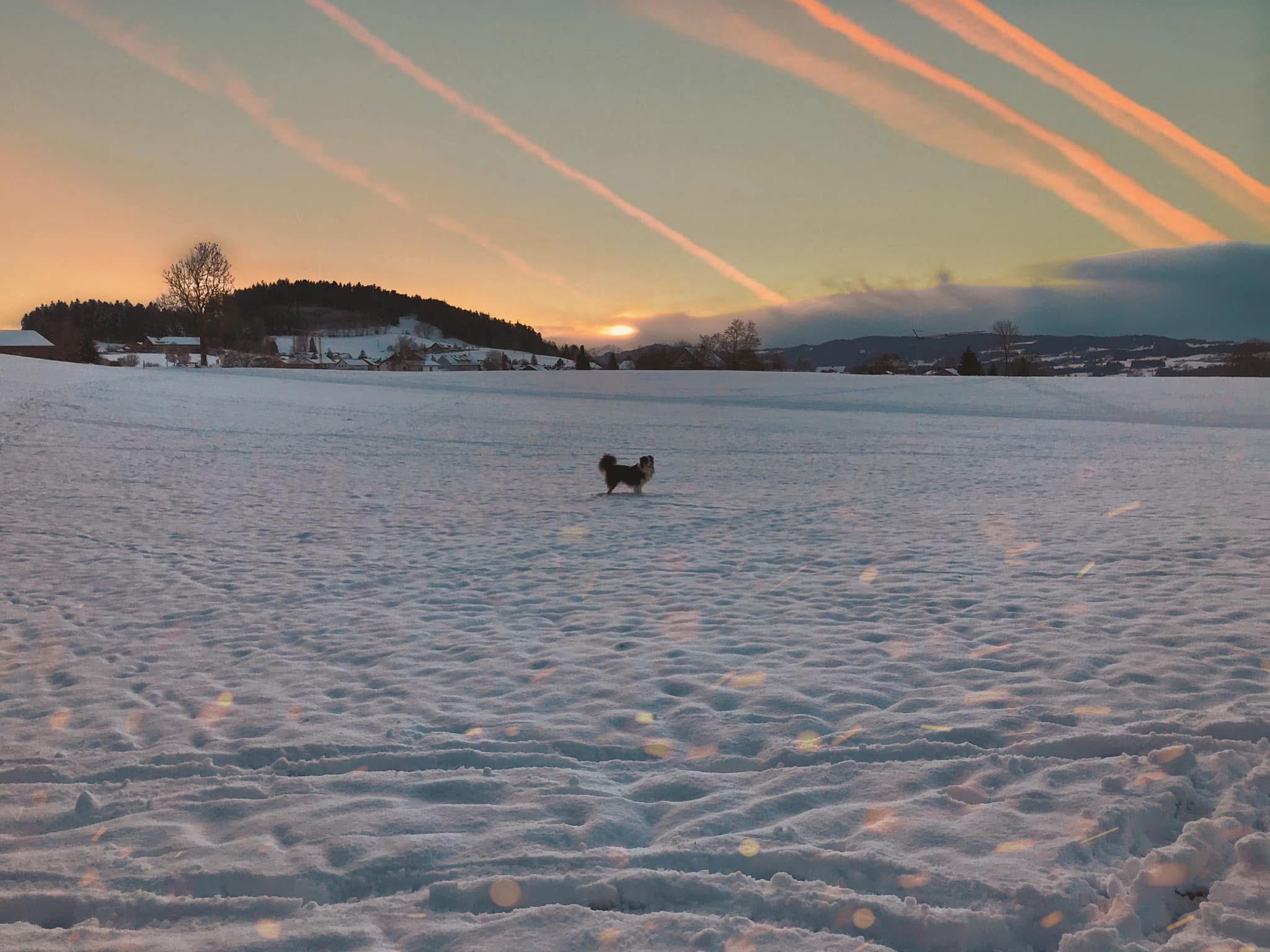 Gassi im Allgäu im Winter bei Weiler-Simmerberg