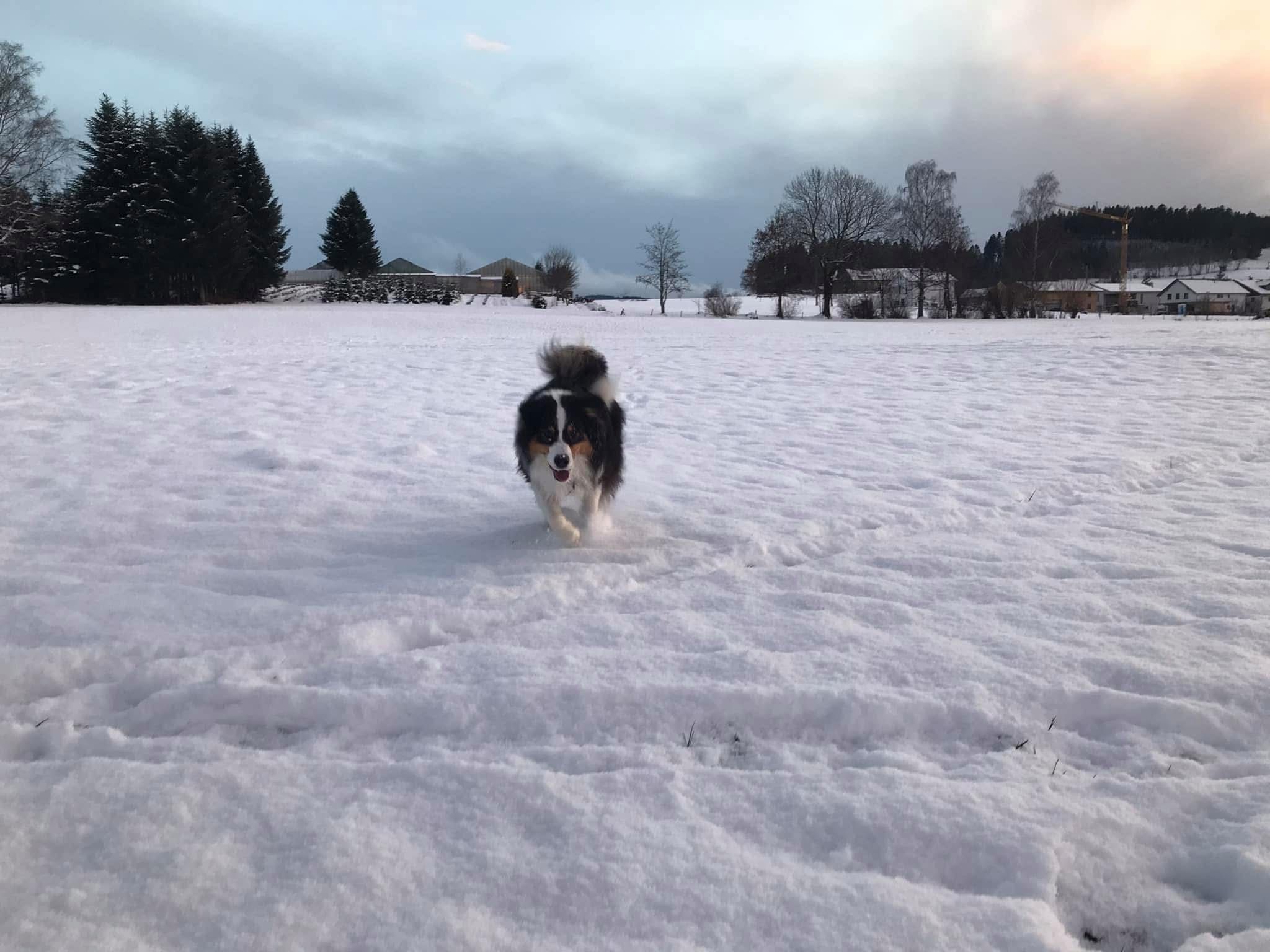 Lustiges Gassi im Schnee im Allgäu